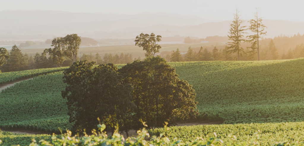 Eola Hills Legacy Estate Vineyard In Willamette Valley - Eola Hills